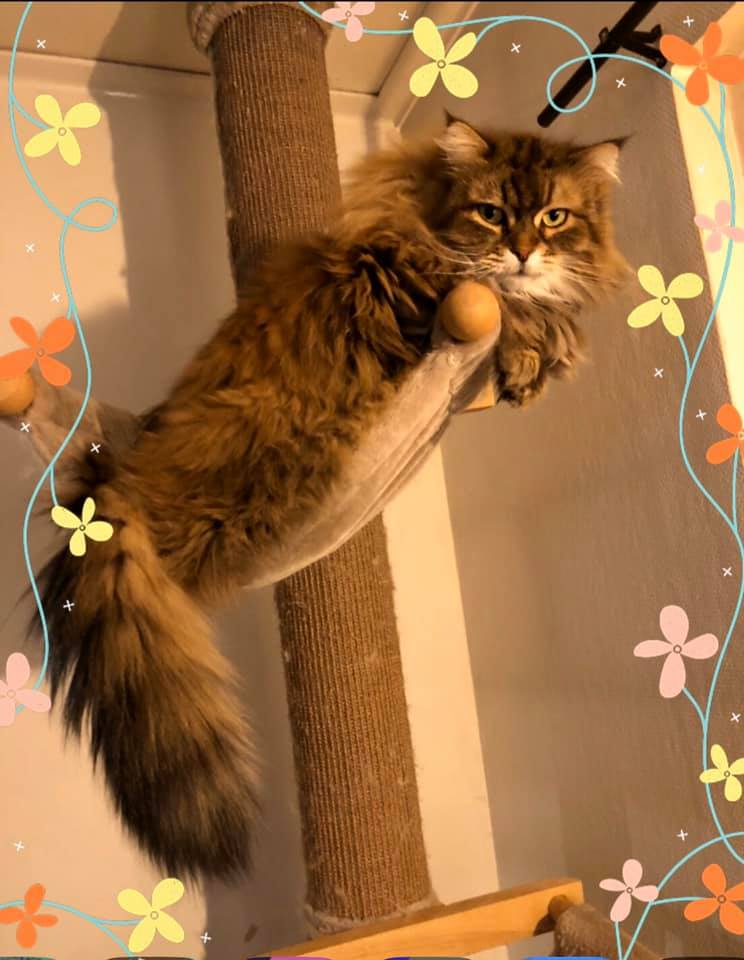 sibirisk katt Vincente