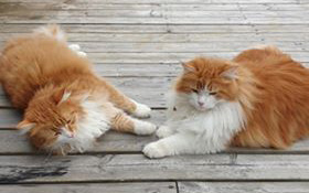 sibiriskkatt Neptune o Rost