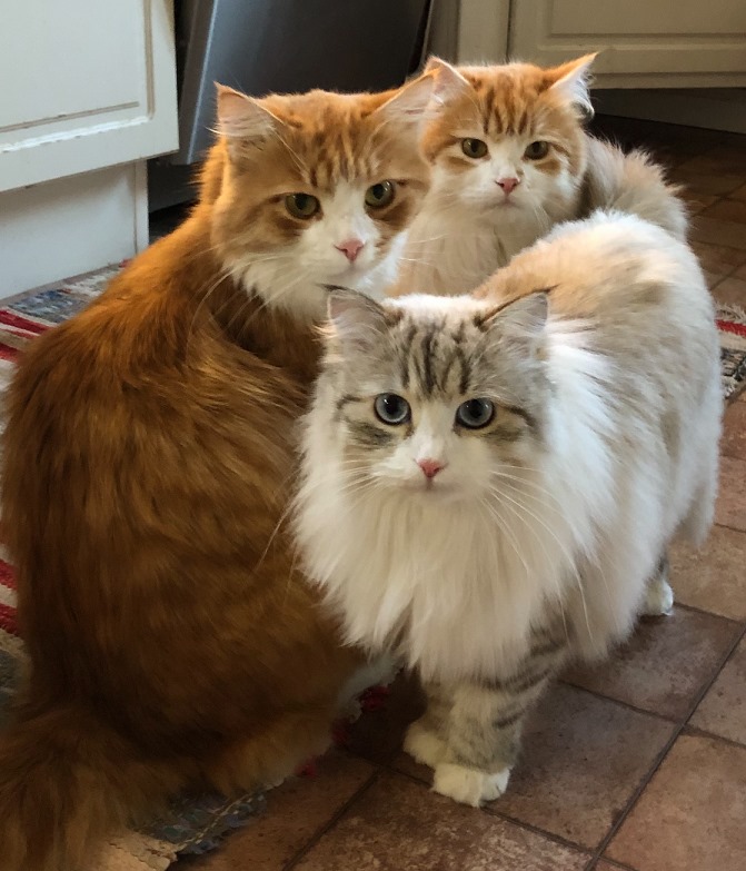 sibirisk katt GomesIvanSiri