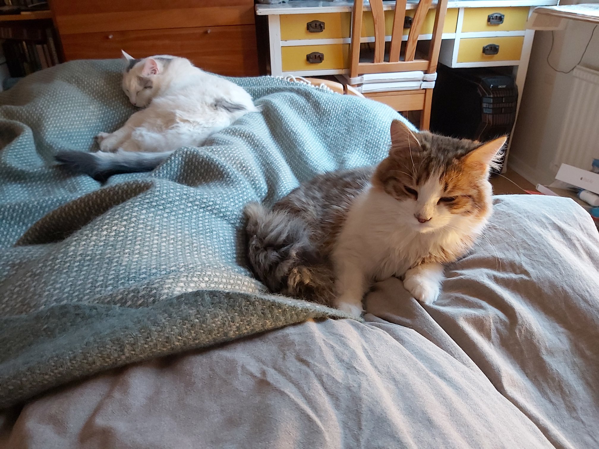 sibiriskkatt Mars o Valina