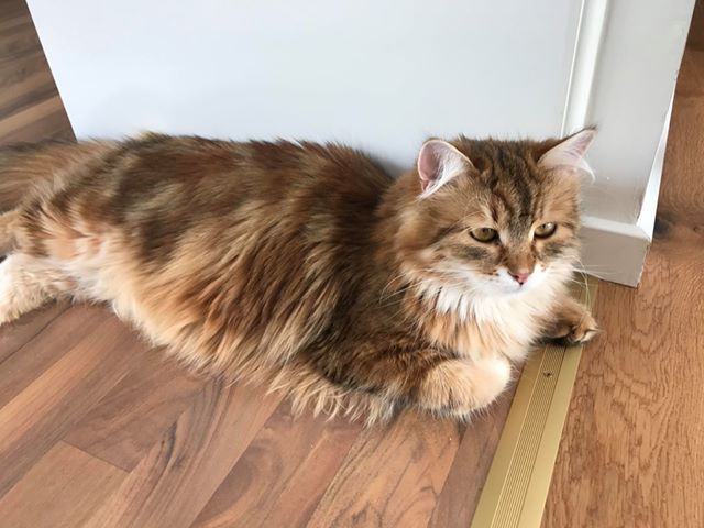 sibirisk katt Ul