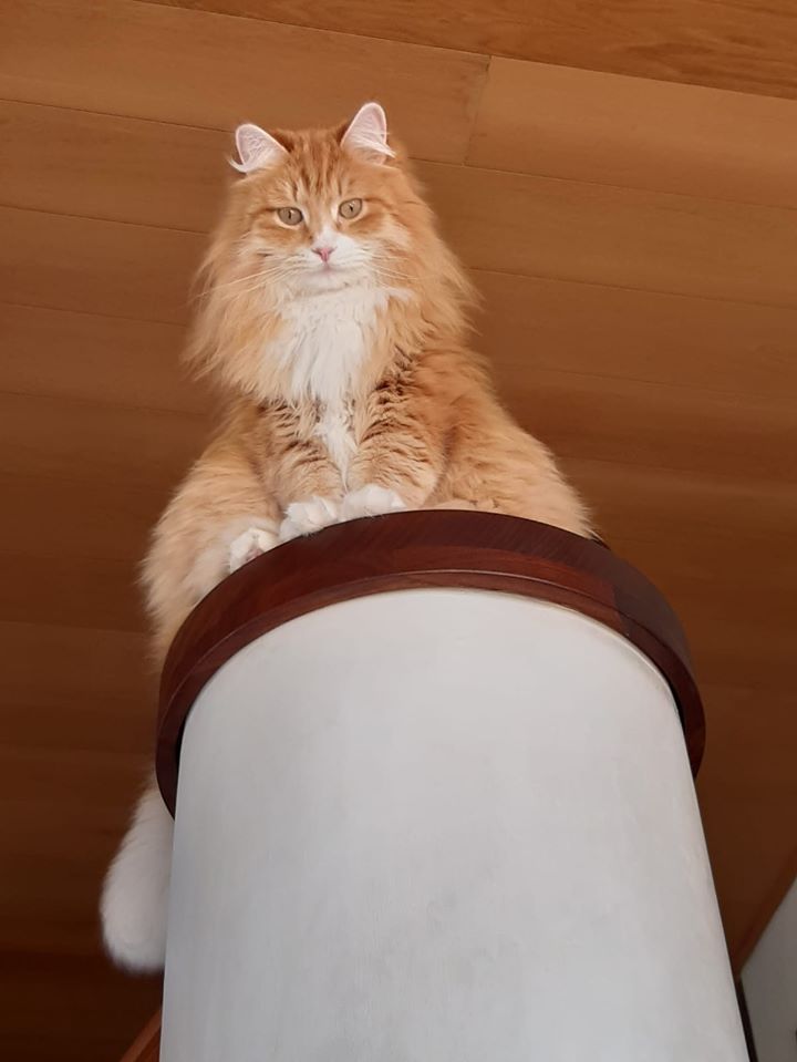 Sibirisk katt Ulysses