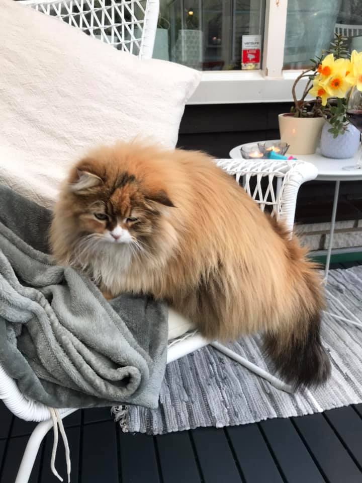 sibirisk katt Lyra