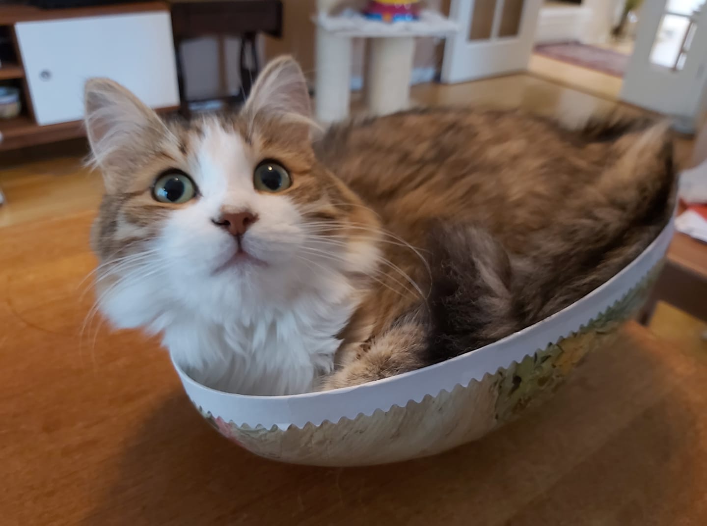 sibirisk katt Valina