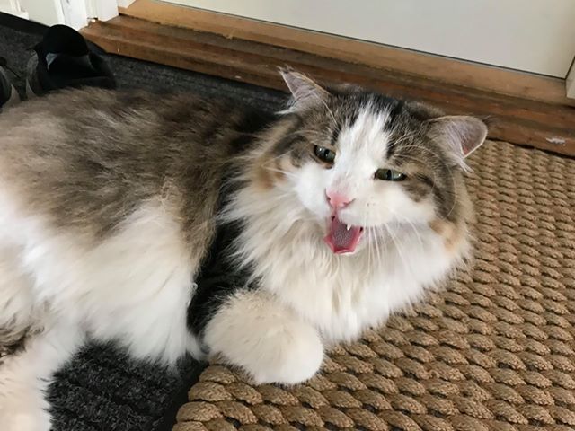sibiriskkatt Pluto