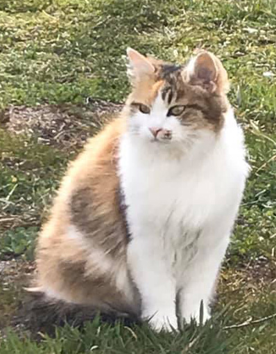 sibirisk katt Gaia