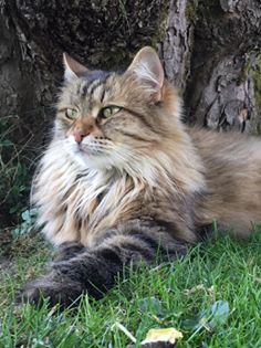 sibirisk katt Juliet