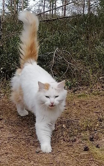 sibirisk katt Mozart