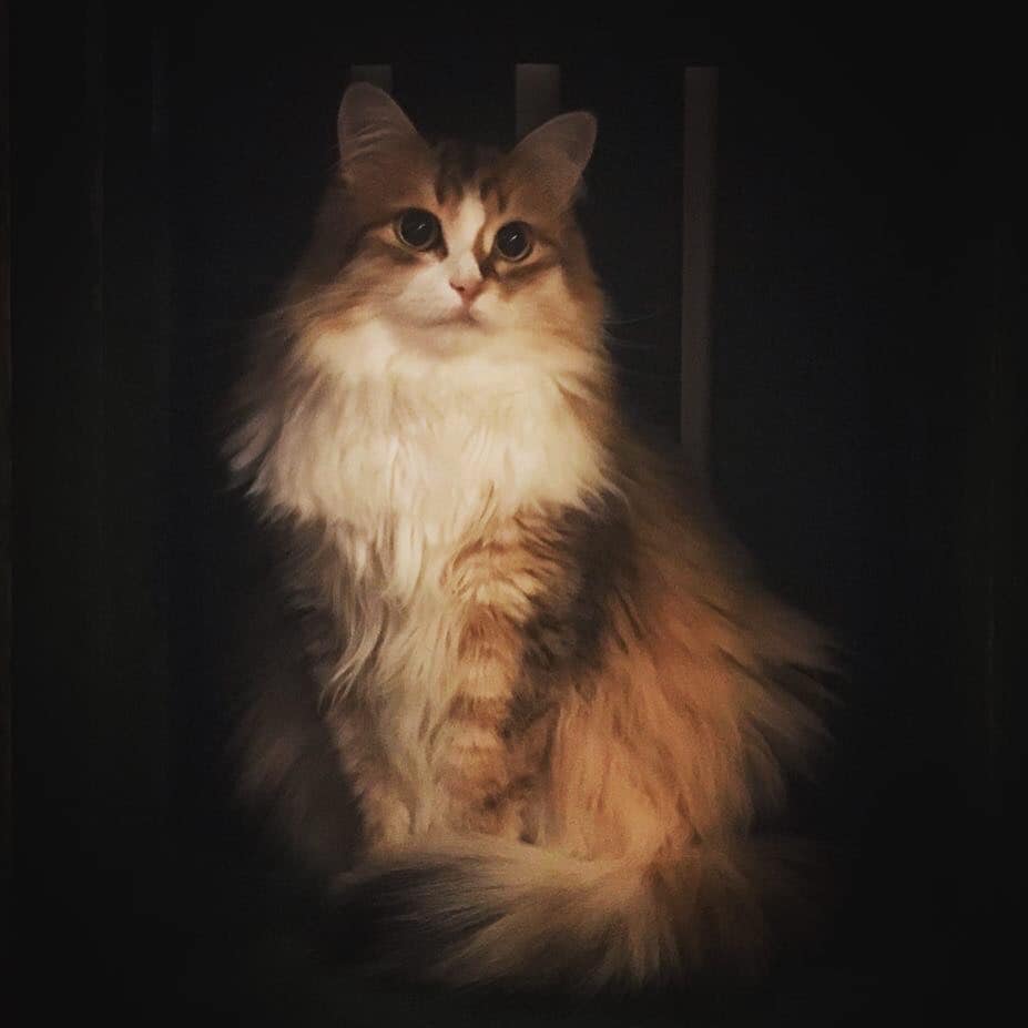 sibirisk katt