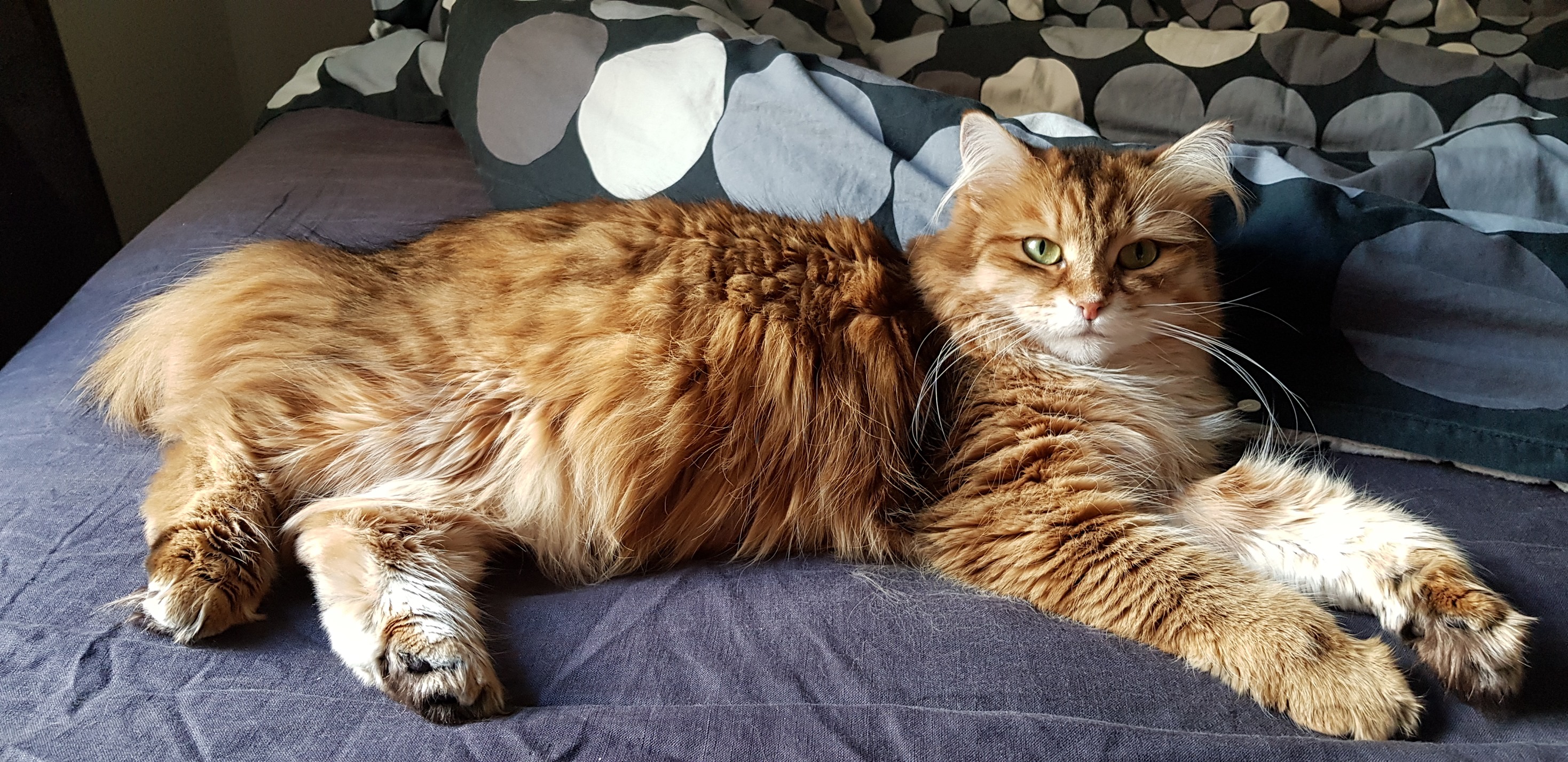 Sibirisk katt Quirk