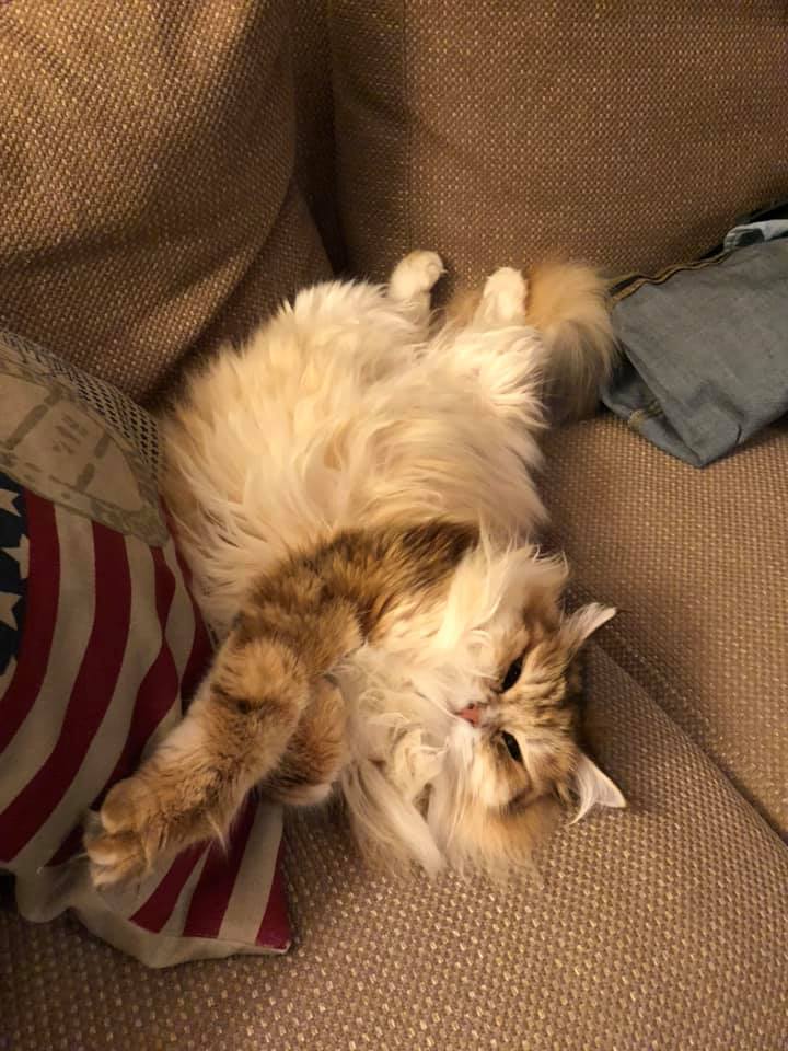 Sibirisk katt Quine