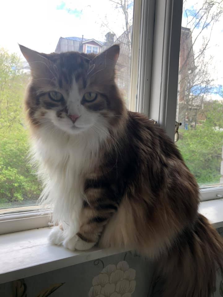 sibirisk katt Quimby