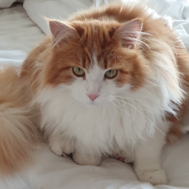 sibirisk katt Rost