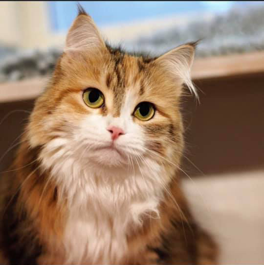 Sibirisk katt Rhea