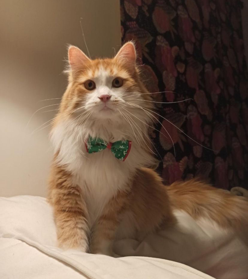 Sibirisk katt Verdi