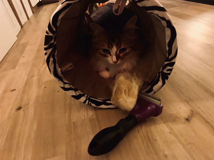 Sibirisk katt Quadri