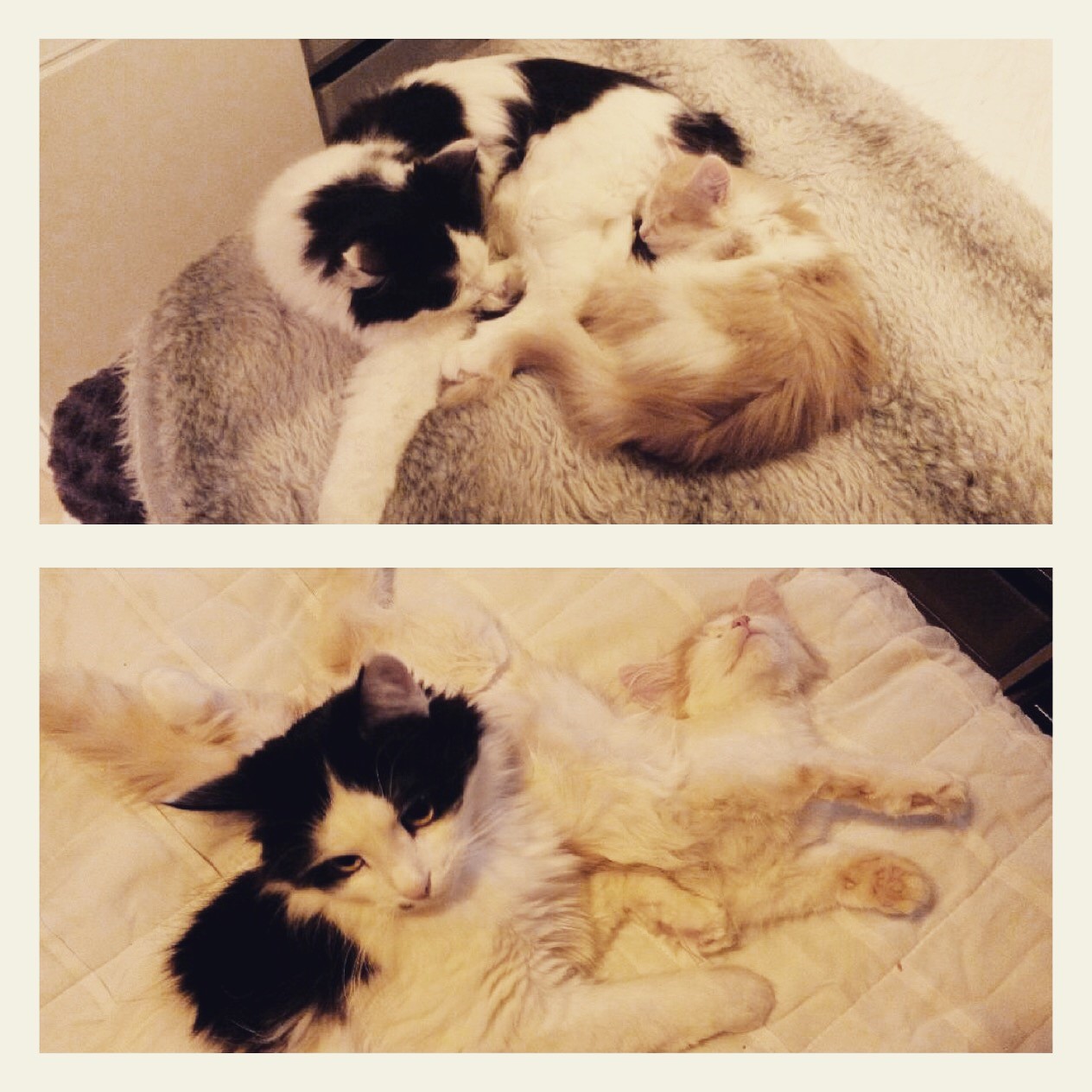 sibirisk katt Pictor och Bilbo