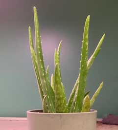 Aloe vera