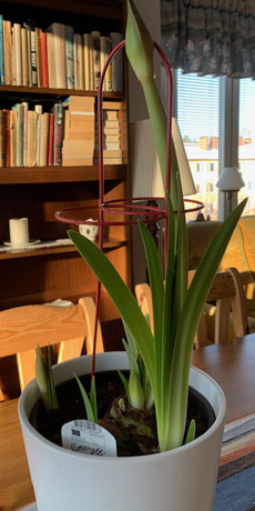 Amaryllis