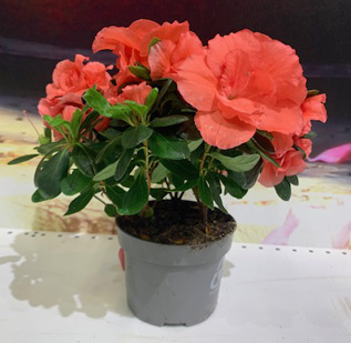 Azalea