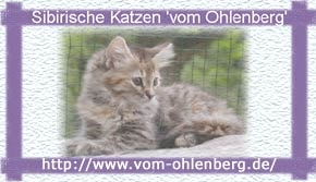 Sibirisk katt