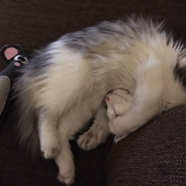 sibirisk katt Bennett