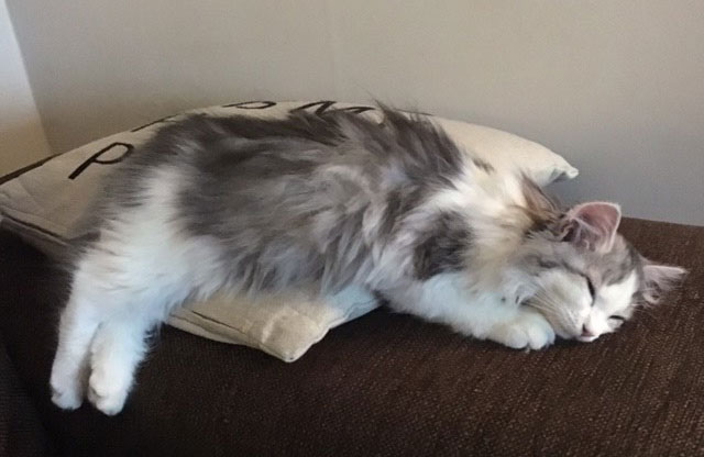 sibirisk kattunge Bennett