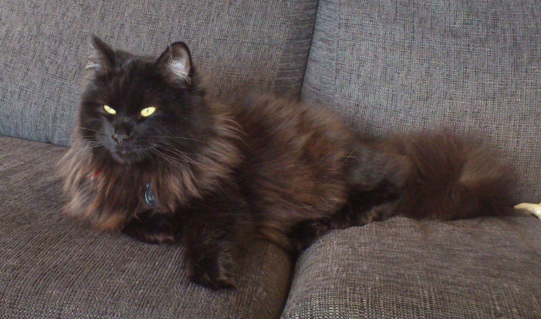 Sibirisk katt Juric