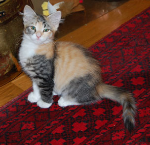 Sibirisk kattunge Cassiopeia