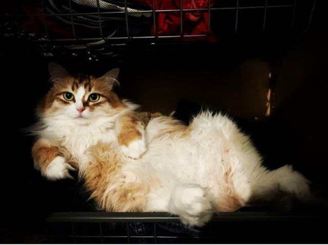 sibirisk katt Quadri