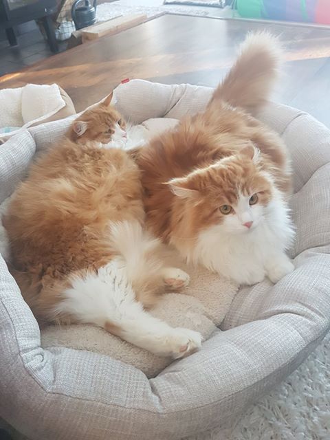 sibirisk katt NeptuneRost