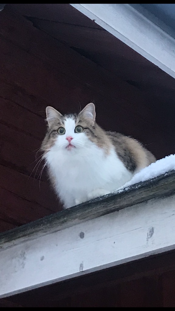 sibirisk katt Hubble
