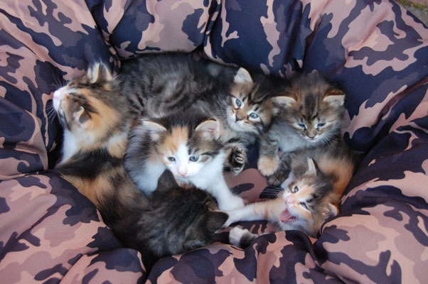 Sibirisk katt C-kull