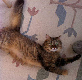 Sibirisk katt 2011