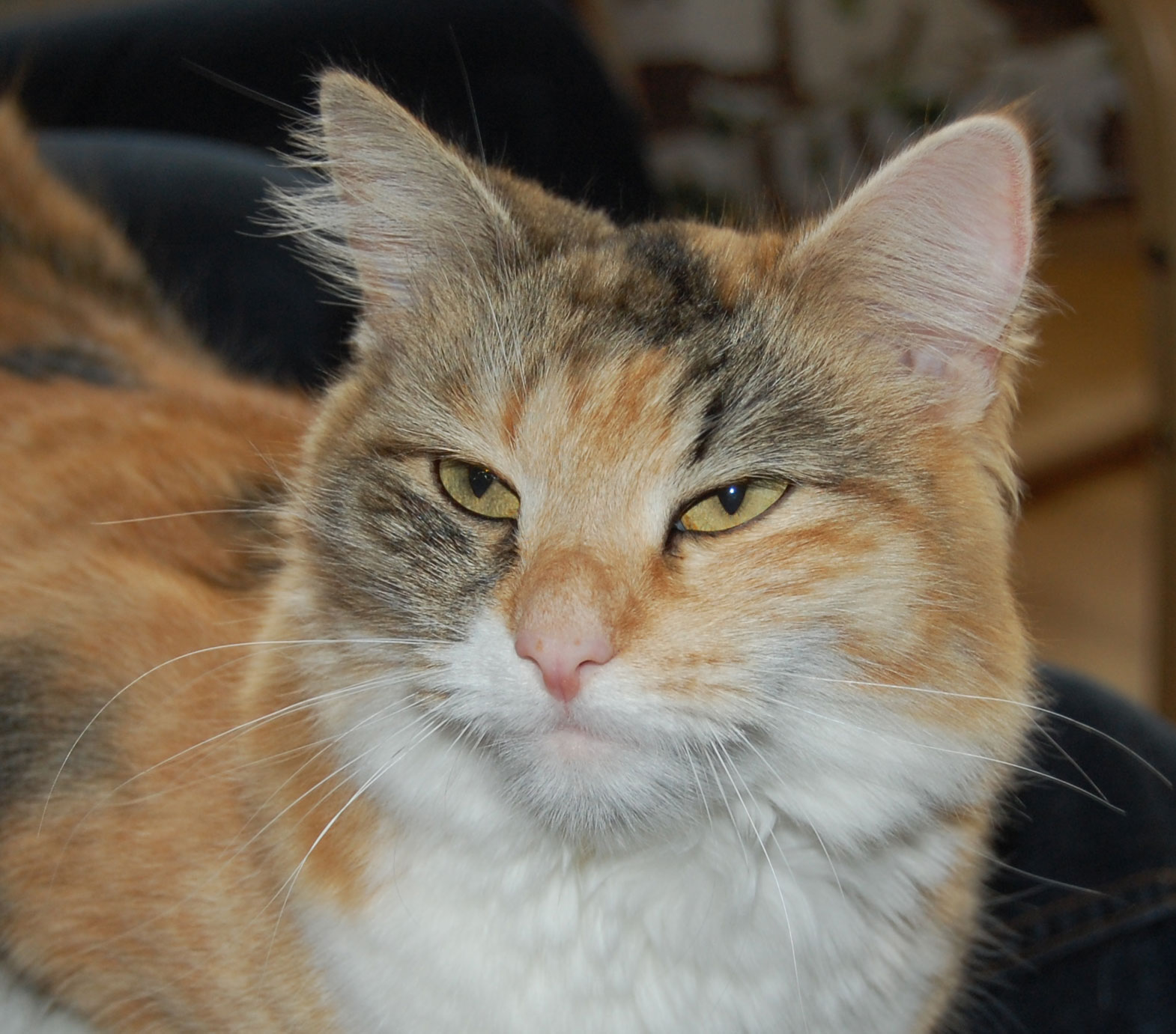 sibirisk katt