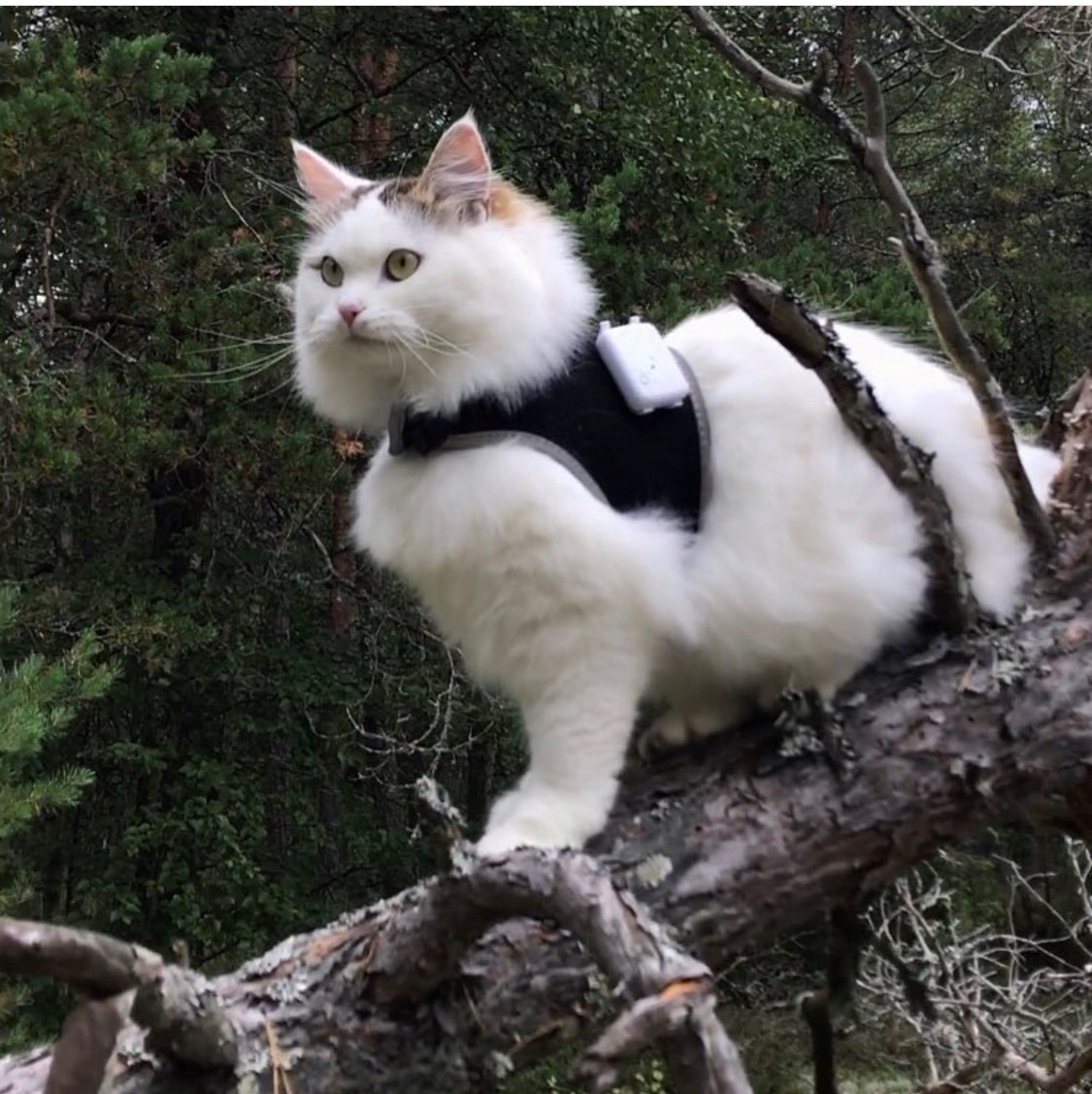Sibirisk katt Castor