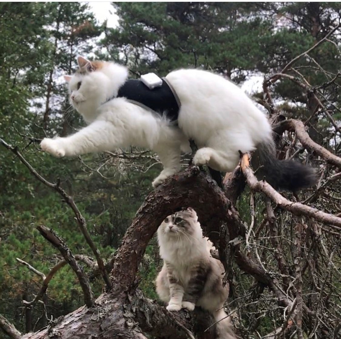 Sibirisk katt Castor