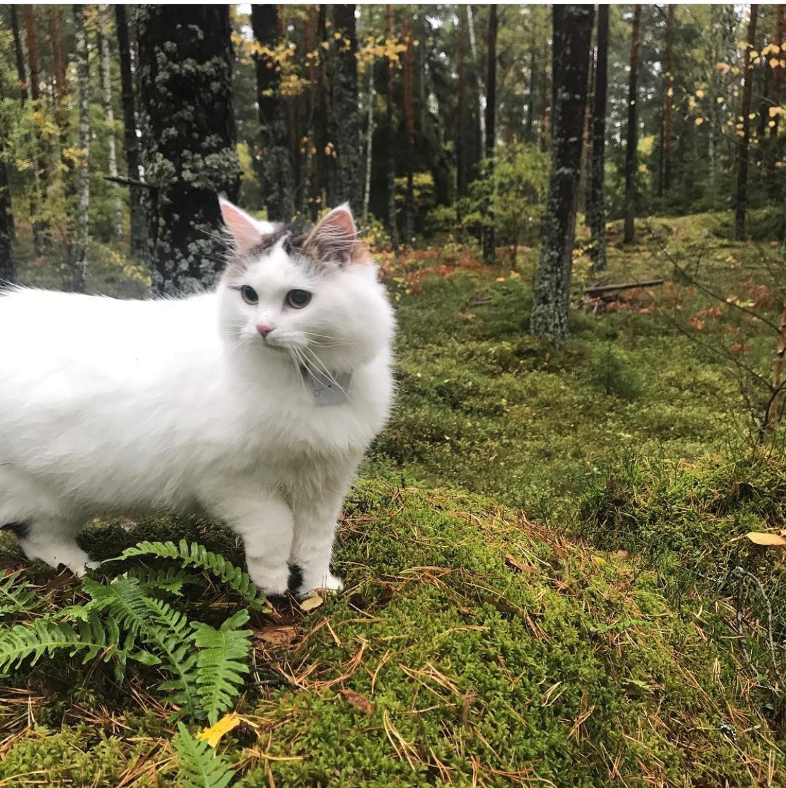 Sibirisk katt Castor