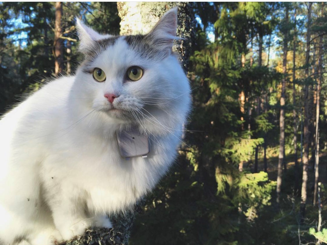 Sibirisk katt Castor