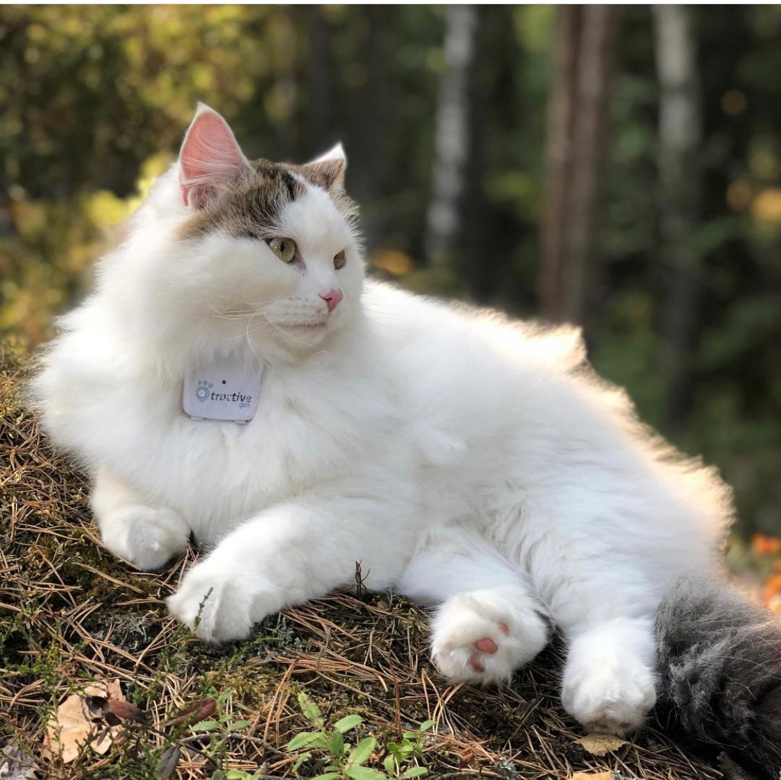Sibirisk katt Castor