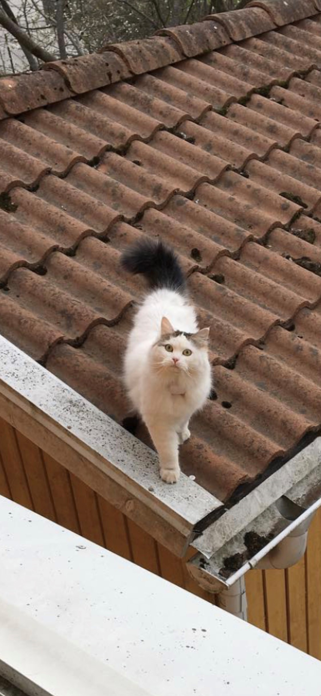 Sibirisk katt Castor
