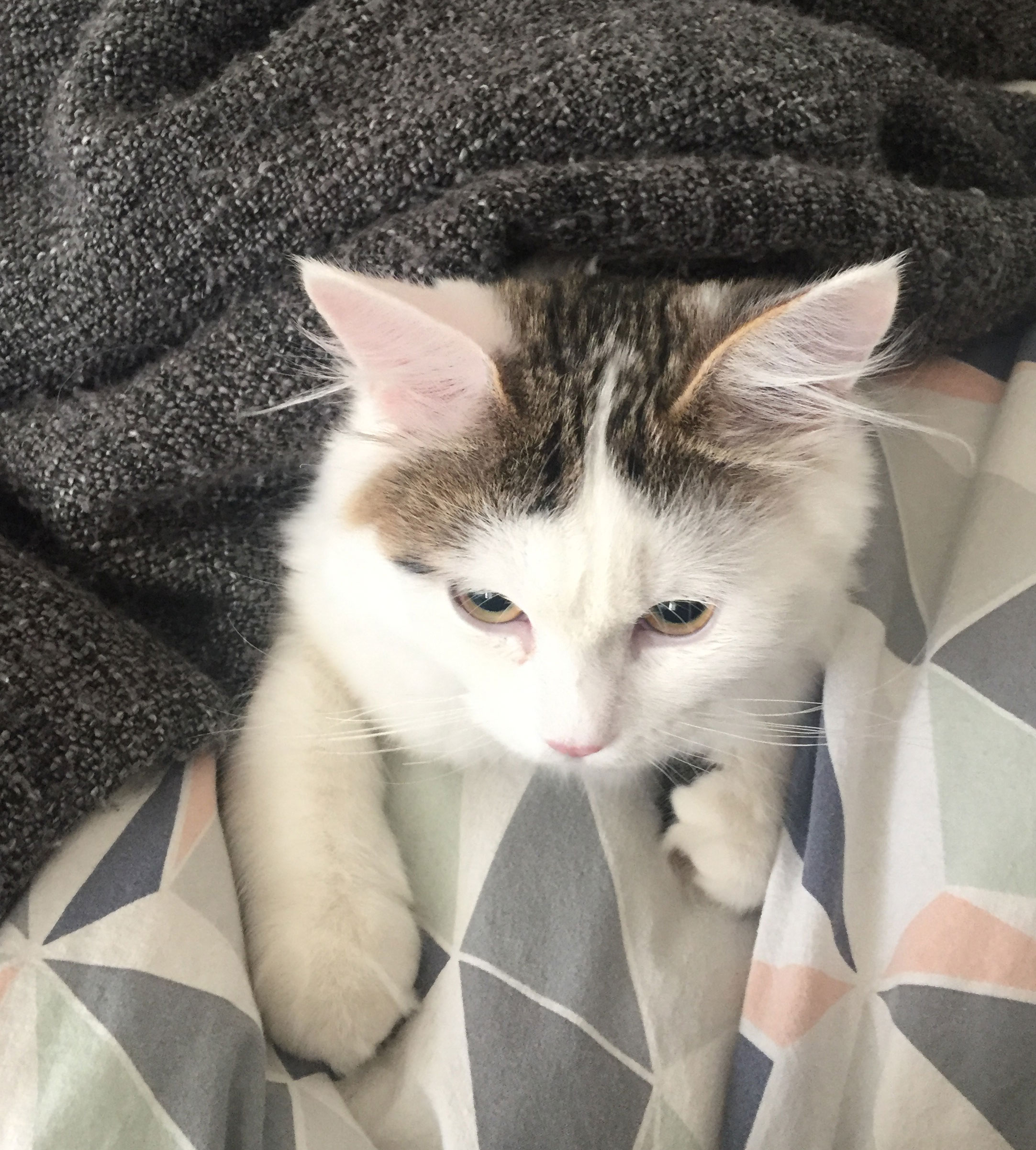 sibirisk katt Castor