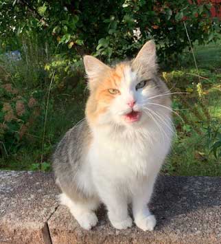 sibirisk katt Colbie