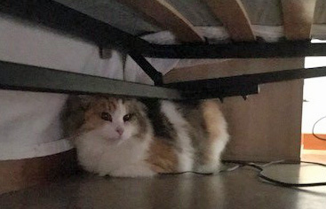 sibirisk katt Colbie