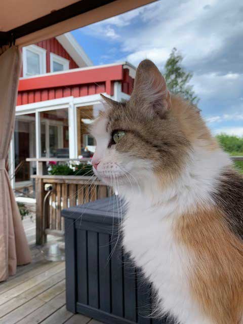 sibirisk katt Colbie