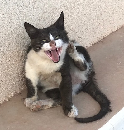 Cypernkatt