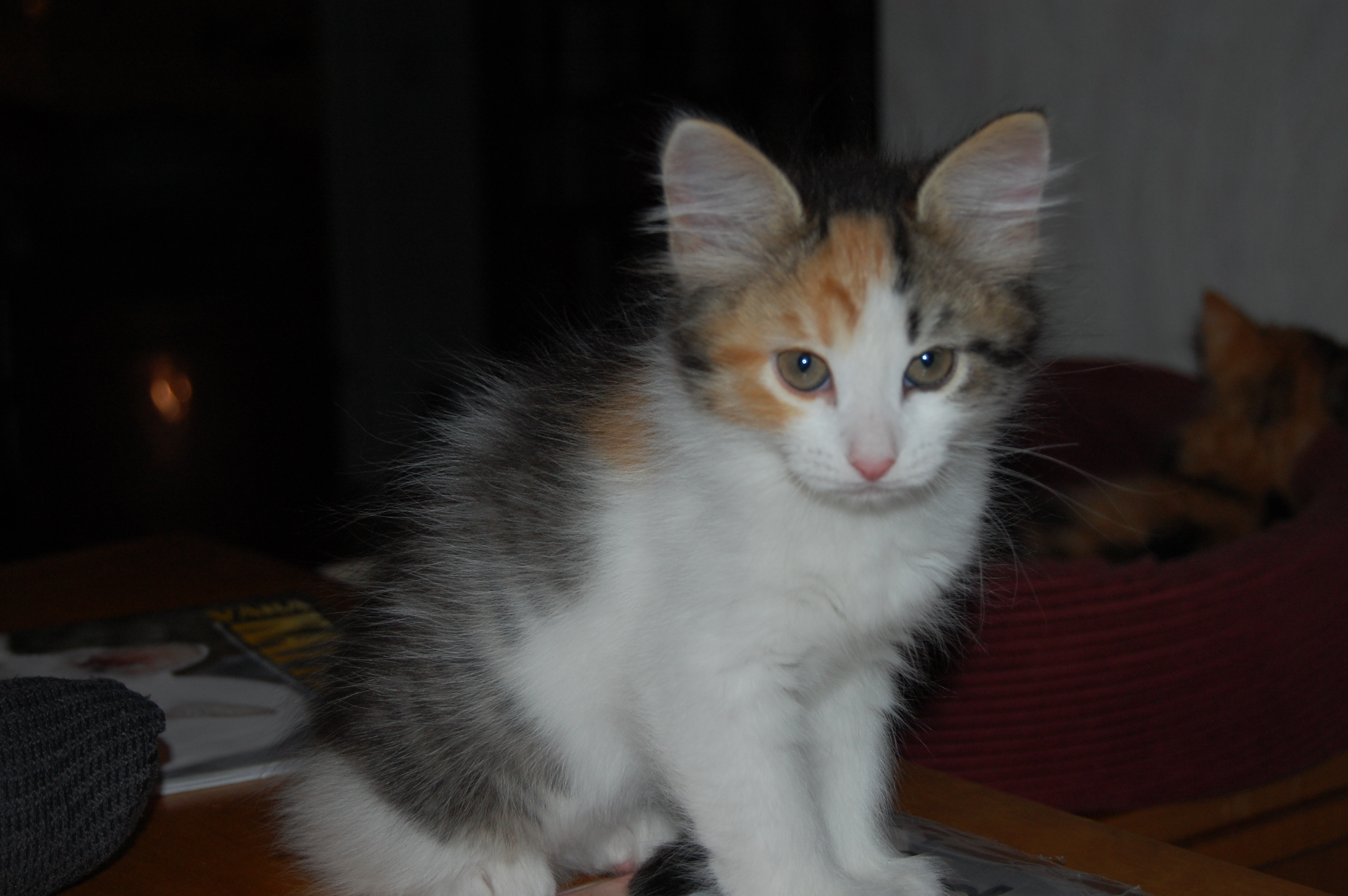 sibirisk kattunge