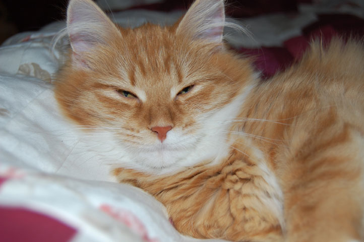 Sibirisk kattunge Queeni