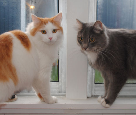 Fenix och Fille