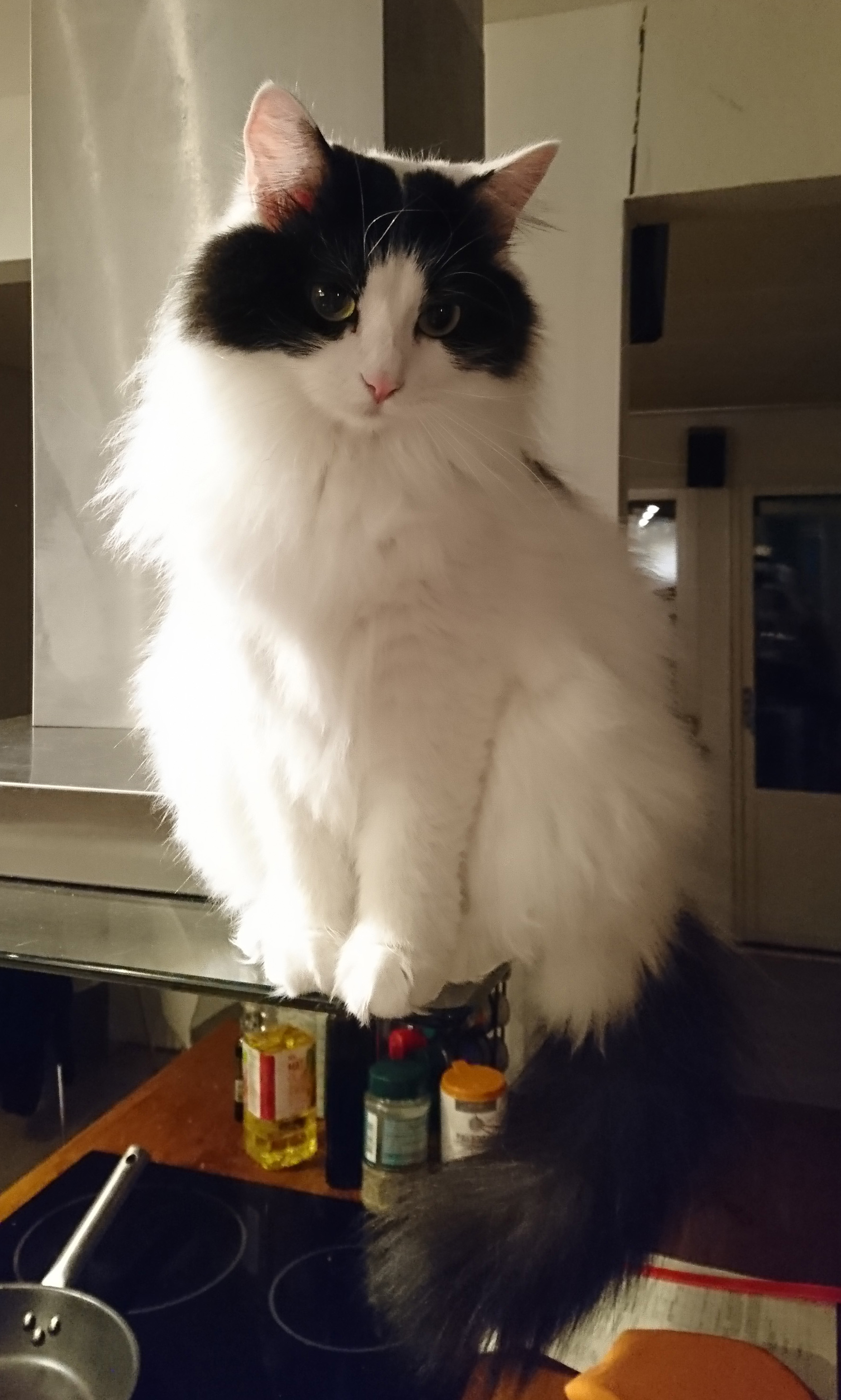sibirisk katt Atric